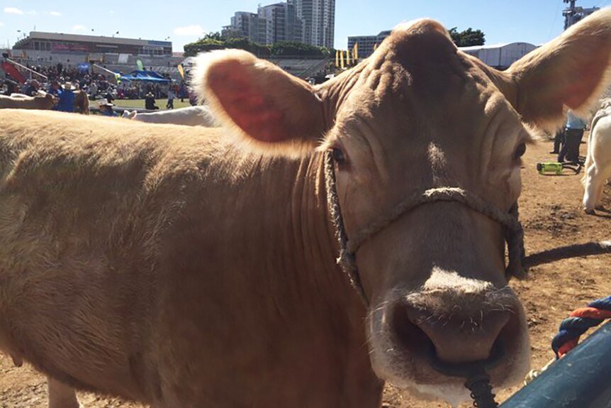 More than 1,600 head of cattle are at the Ekka for stud beef judging.