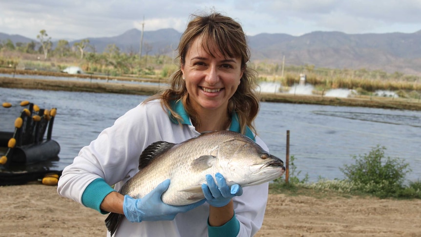James Cook University student with Centre for Sustainable Tropical Fisheries & Aquaculture Giana Gomes holds a barramundi