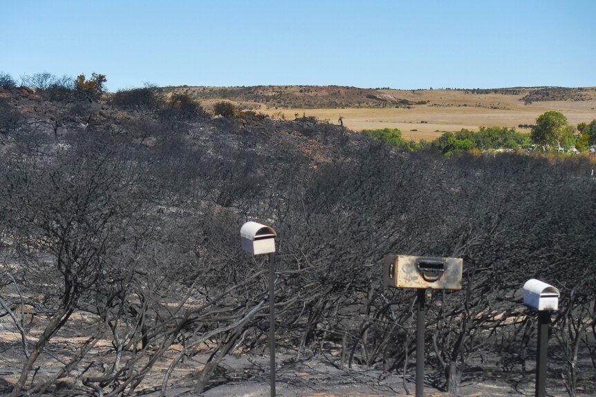 burnt out bushland with three blackened letter boxes standing on burnt posts