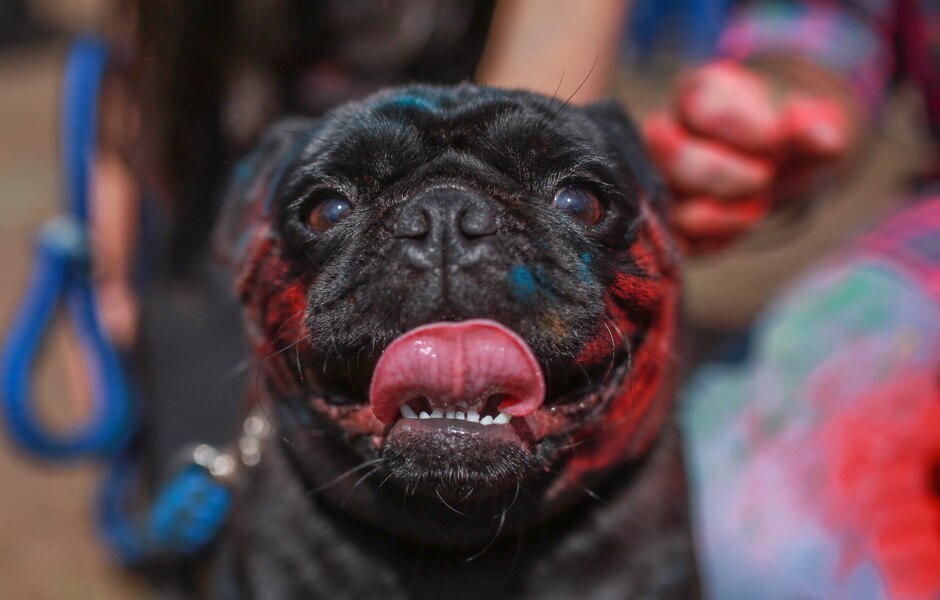 Pug Fifa Singh covered in coloured powder