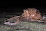 An octopus crawls along New Quay beach in Wales, after emerging from the sea.