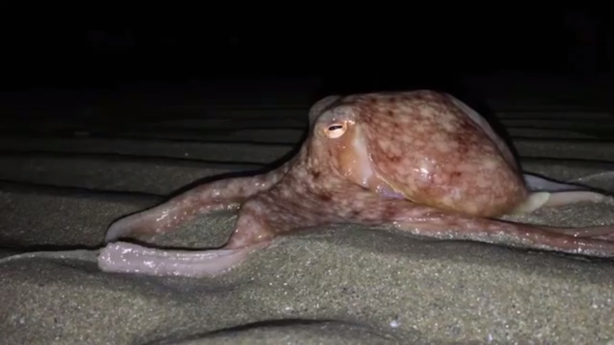 An octopus crawls along New Quay beach in Wales, after emerging from the sea.