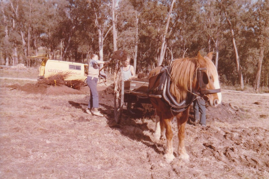 Digging up the lang with a horse and cart. Photo from 1978