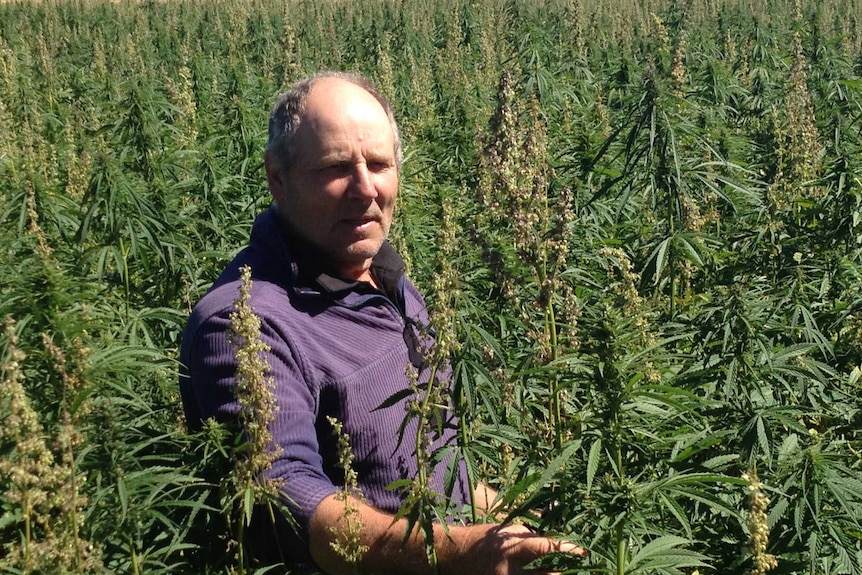 Kindred hemp grower Richard Sampson in his crop