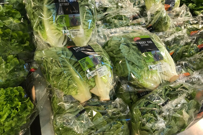 Bags of baby cos lettuce on supermarket shelves 