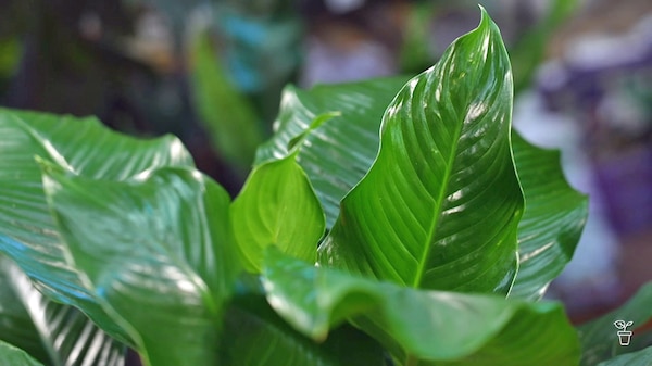 Close up of the dark glossy green leaves of an indoor plant.