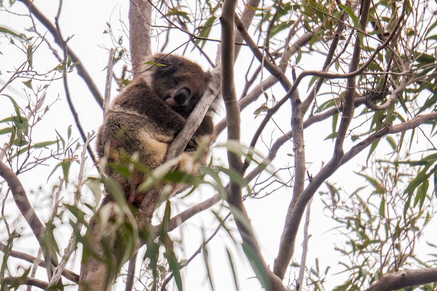 A koala sleeps in the treetops at Yanchep. August 14, 2019.