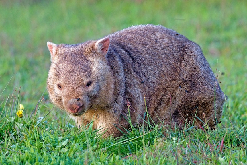 Wombat walking on grass