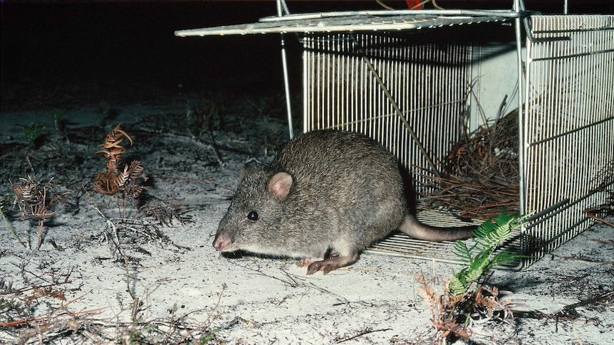 A potoroo being released from a cage.