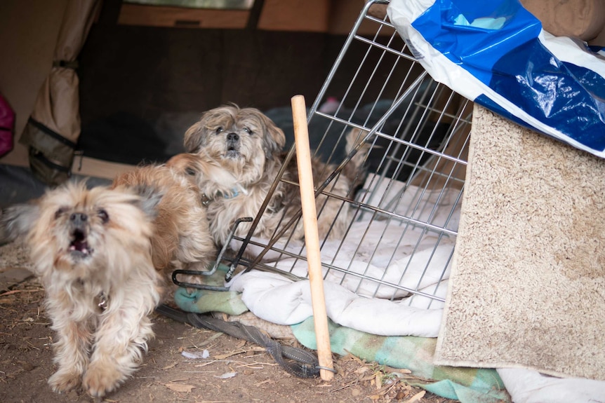 Guard dogs at a campsite in Shepparton