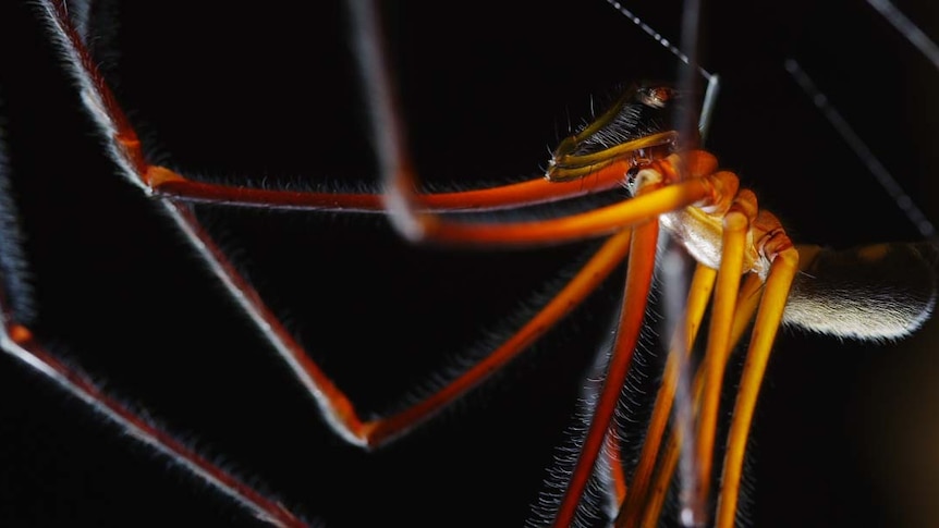 A Tasmanian Cave Spider exhibition is underway in Hobart