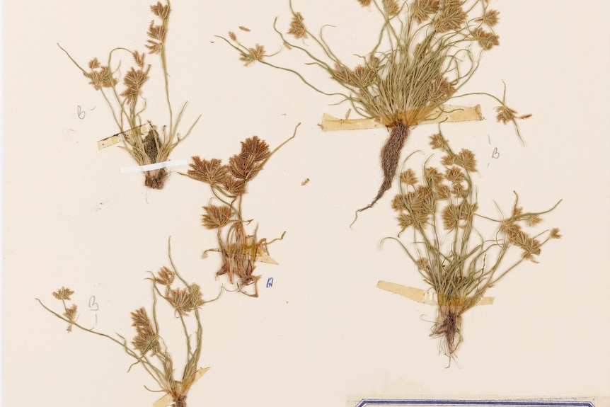 dried and pressed specimens of plants taped to a paper. grass and flowering heads are yellow.