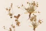 dried and pressed specimens of plants taped to a paper. grass and flowering heads are yellow.