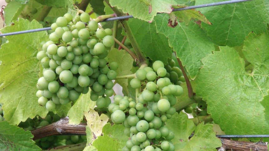 Tasmanian Climate Change Office figures show wine production is growing around 10 per cent.