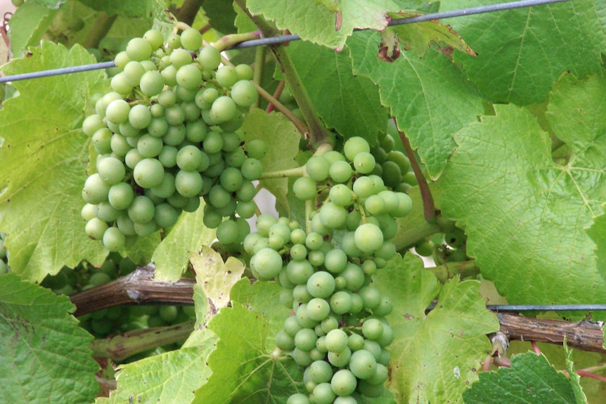 Pinot noir grapes in a vineyard near Lebrina