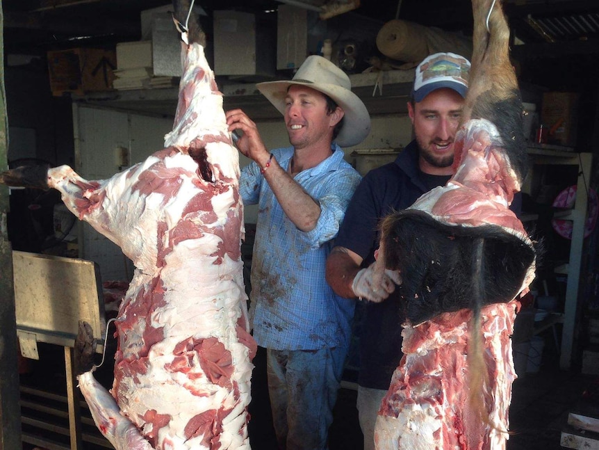 Pigs being skinned