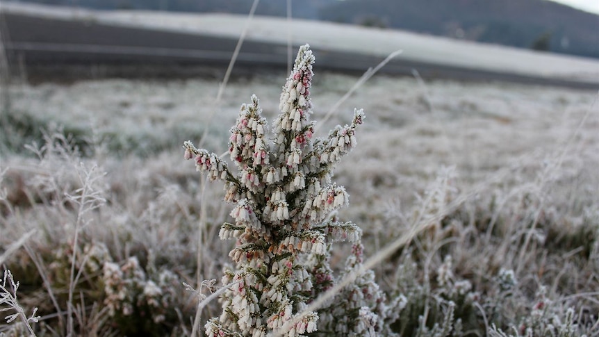 Frost on flowers