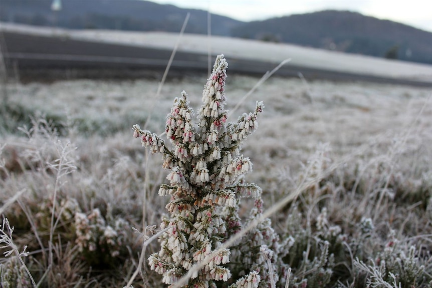 Frost on flowers