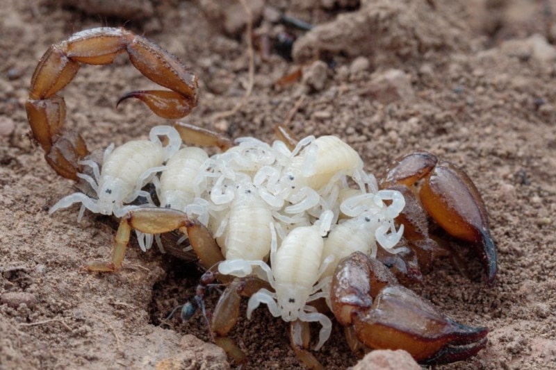 Czarny skorpion skalny z młodymi