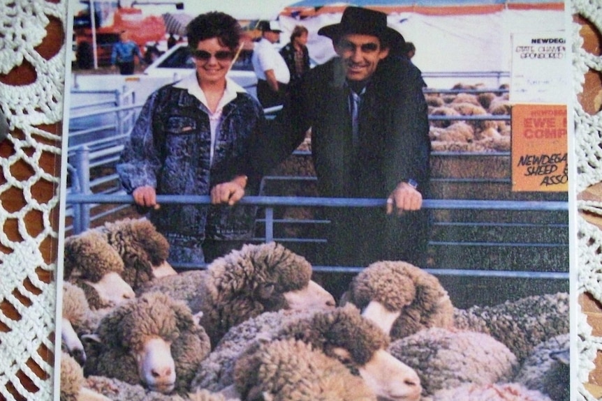 A stock photo of Harold and Barbara Cronin with sheep