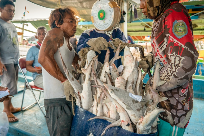 Two men haul a bucket full of tiny sharks off a scale