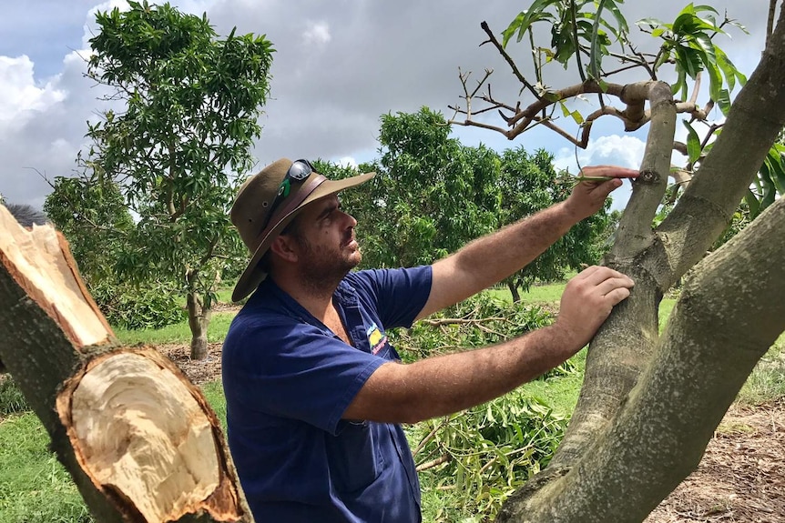 Bowen mango grower Ben Martin inspects the damage from Cyclone Debbie.
