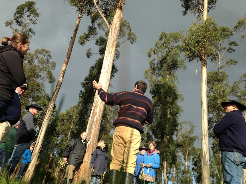 Kalangadoo farmer Nick Hunt in his blue gum plantation.