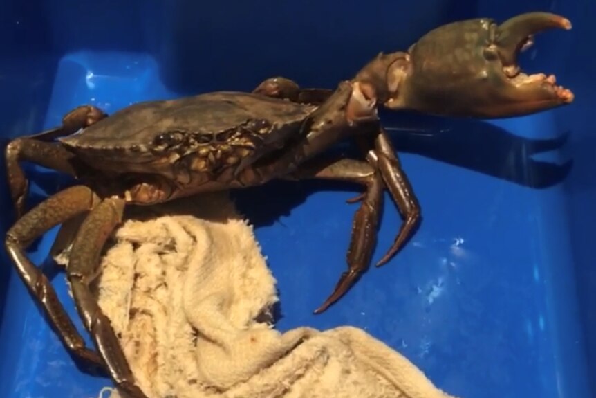 How to catch mud crabs - Fishing World Australia