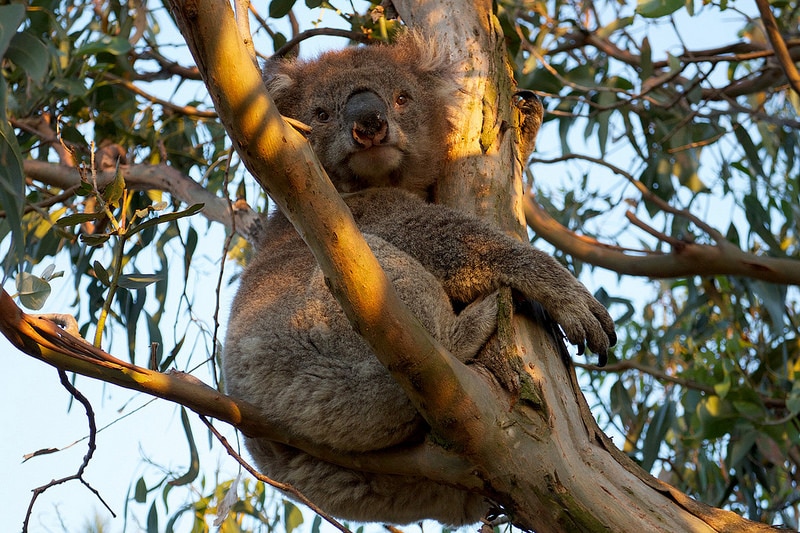 Koala