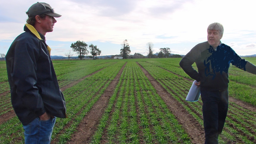 Grain grower Michael Chilvers and research leader Nick Poole stand in wheat variety trial at Hagley