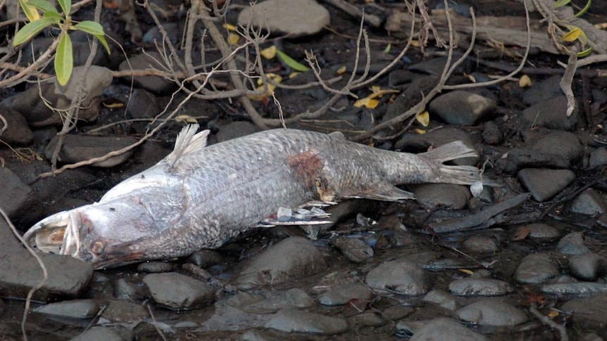 Fish kills ... a dead barramundi found in the upper Boyne River near Gladstone in January.