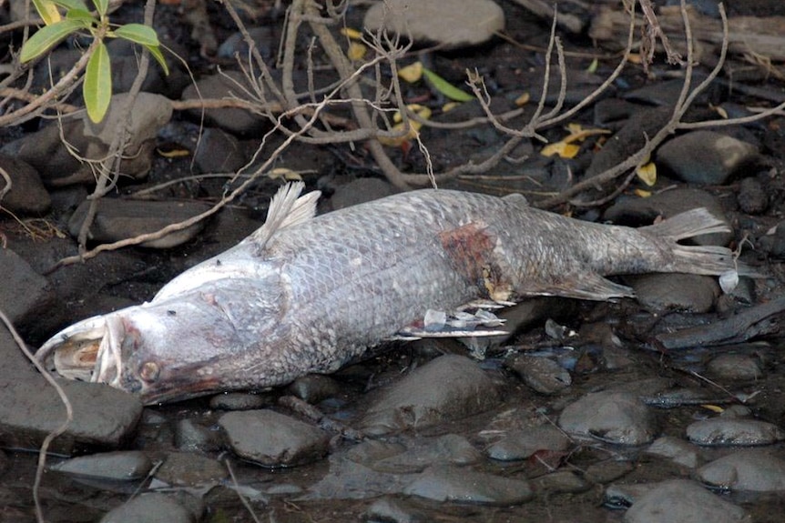 Dead barramundi found in the upper Boyne River near Gladstone.