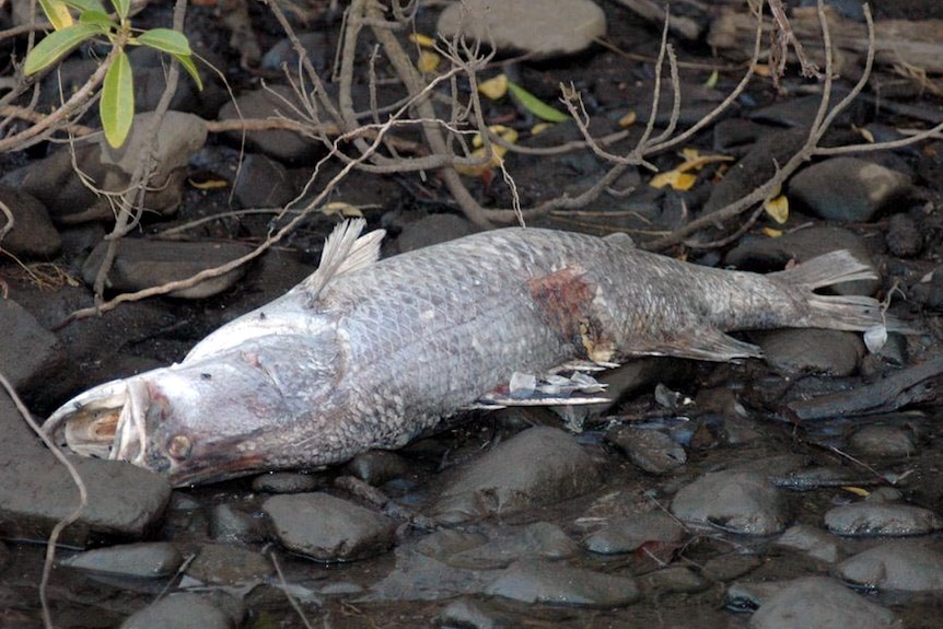 Fish kills ... a dead barramundi found in the upper Boyne River near Gladstone in January.