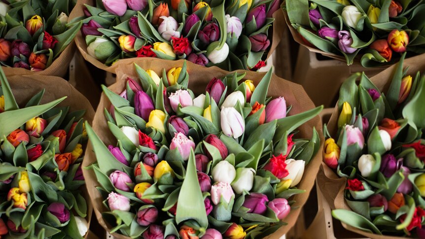 Several big bunches of different coloured, fresh cut tulips.