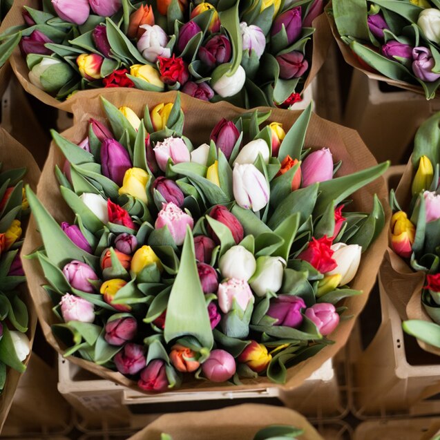 Several big bunches of different coloured, fresh cut tulips.