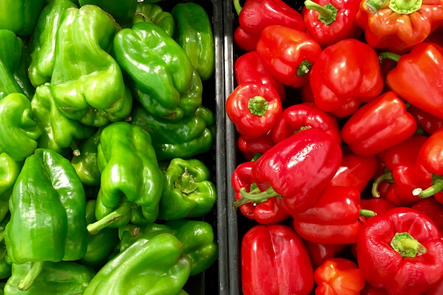 Trays of green and red capsicum.