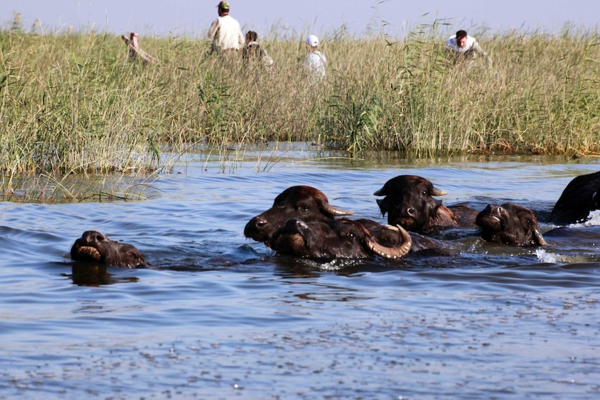 Buffalos wade through the water as boats pass behind