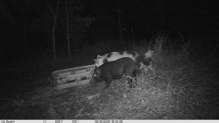 Night shot of feral pigs feeding from a baiting station.