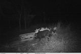 Night shot of feral pigs feeding from a baiting station.