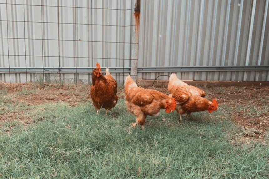 chickens on grass