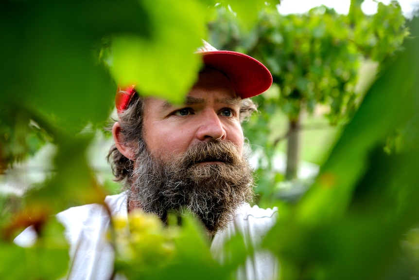 Man with beard and red cap stares closely into vines with vineyard in foreground and background