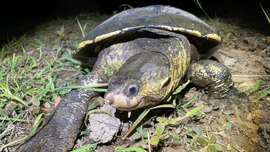 A close-up of a turtle head in foreground and shell in background