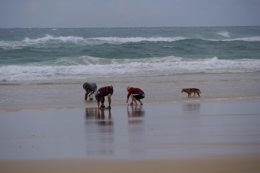 Three men are kneeling down in ankle-deep water whilst a dingo approaches them from behind.