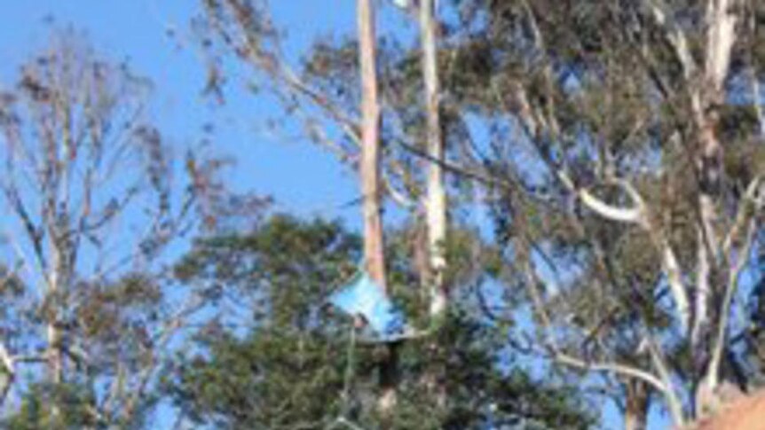 A tree-sit protester has prevented access to machinery (file photo).