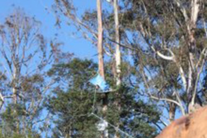 A tree-sit protester has prevented access to machinery (file photo).