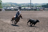 A competitor on horseback chases down a steer in a dusty arena
