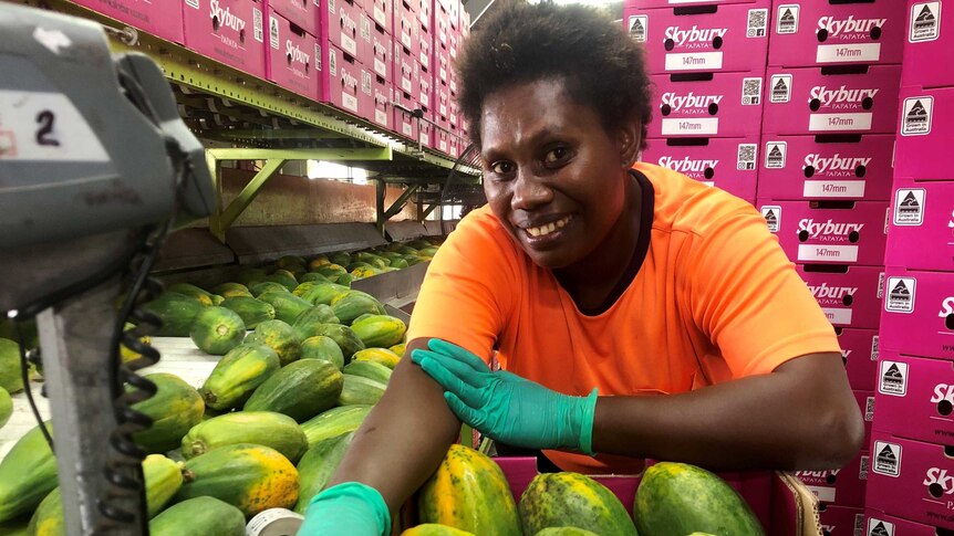 A Papuan New Guinean woman with a freshly-packed box of semi green papaya with more fruit on the production line behind her