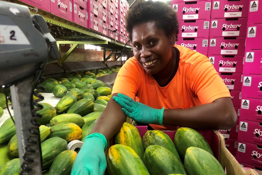 A Papuan New Guinean woman with a freshly-packed box of semi green papaya with more fruit on the production line behind her