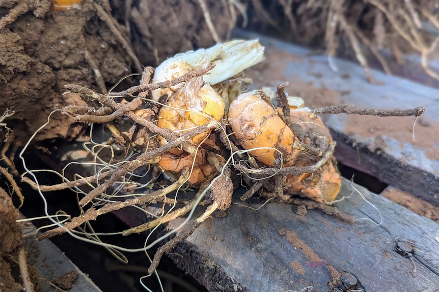 Turmeric bunch with roots attached and dirt on a wooden pallet.