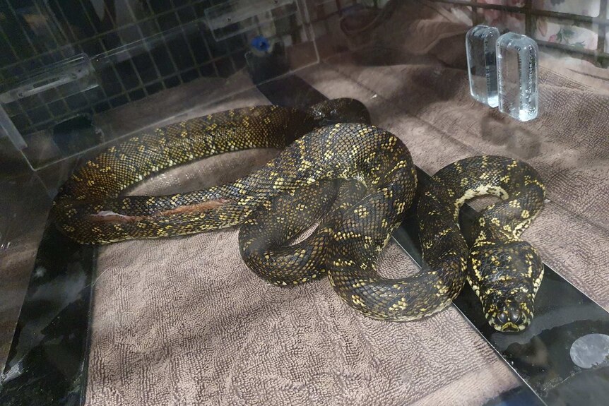 An injured snake with a large gash to its body in sits in a cage.